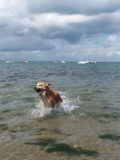 A wet dog running out of the sea with boats behind