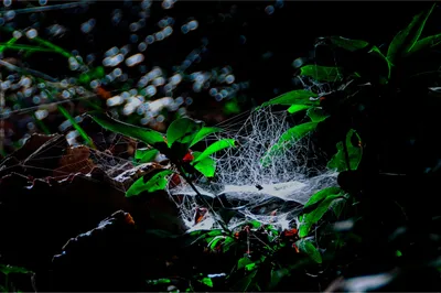 Close photograph of a spider's web