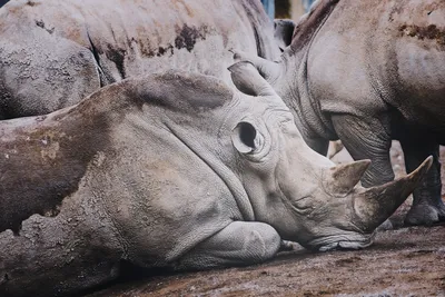 A rhino sleeping at Dublin Zoo